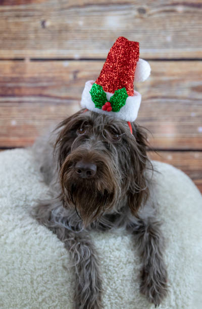 istock Shaggy Santa 1153760036