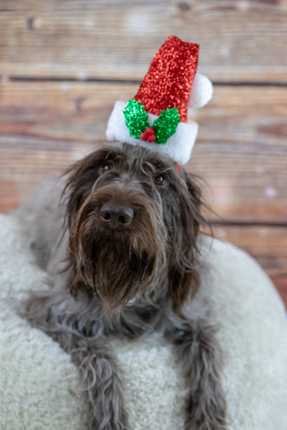 istock Shaggy Santa 1153760037