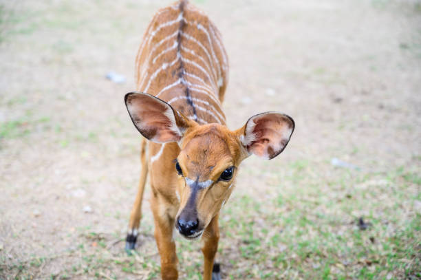 istock Close up deer at the national park. 1153761206