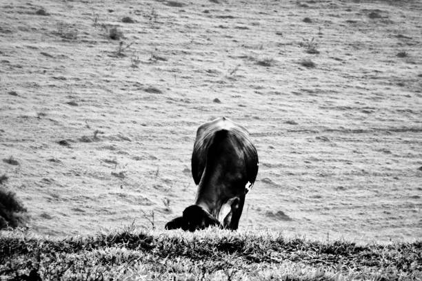 istock Cow grazing in the grass 1153762036