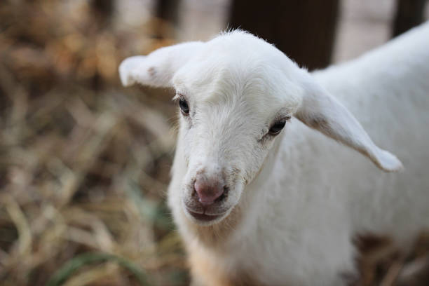 istock Close up baby lamb face in farm, Sheep. 1153766050