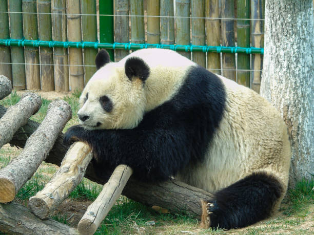 istock One Giant Panda Sleeping and Playing,China 1153767842