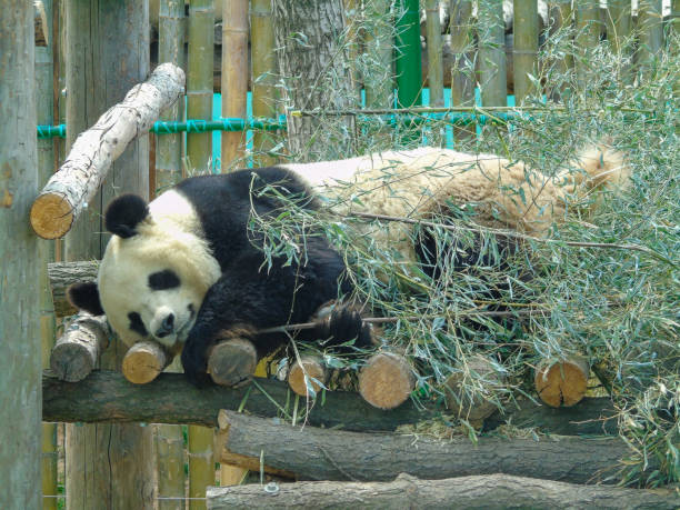 istock One Giant Panda Sleeping and Playing,China 1153767923