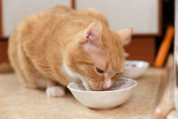 istock Red cat eats food from his bowl. Eating red cat. 1153767998