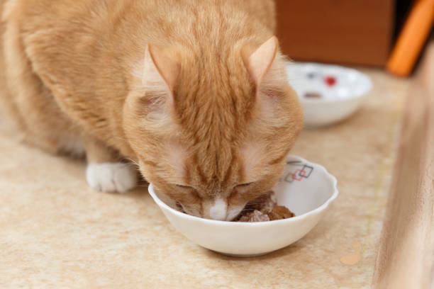 istock Red cat eats food from his bowl. Eating red cat. 1153768009