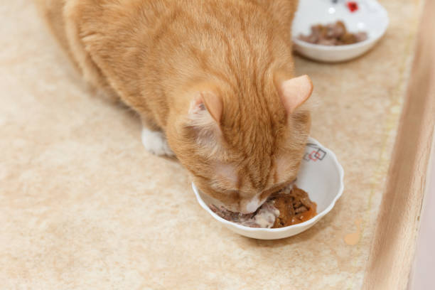 istock Red cat eats food from his bowl. Eating red cat. 1153768019