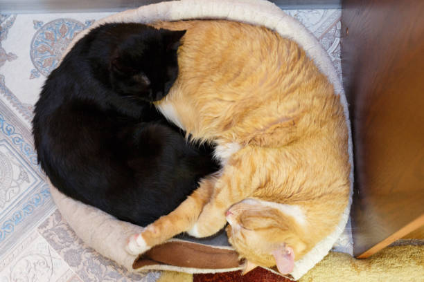 istock Black and red cat sleeping together on the floor. 1153768051