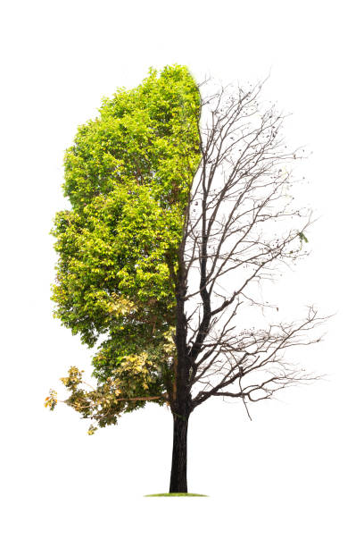 istock Concept of doubleness. Dead tree on one side and living tree on the different side. Isolated on white background. 1153770814