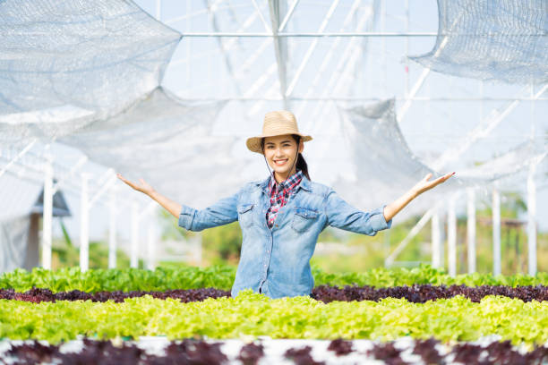 istock Asian farmer at hydroponic vegetables salad farm. 1153771593