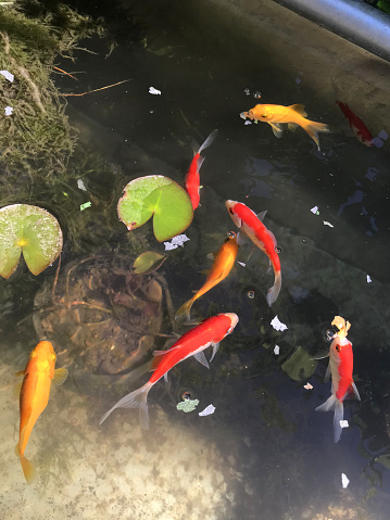 Stock photo of garden pond in rectangle shape with small goldfish, water lilies with green lily pads, reflections on water surface, clear water in full sunshine, marginal aquatic plants.