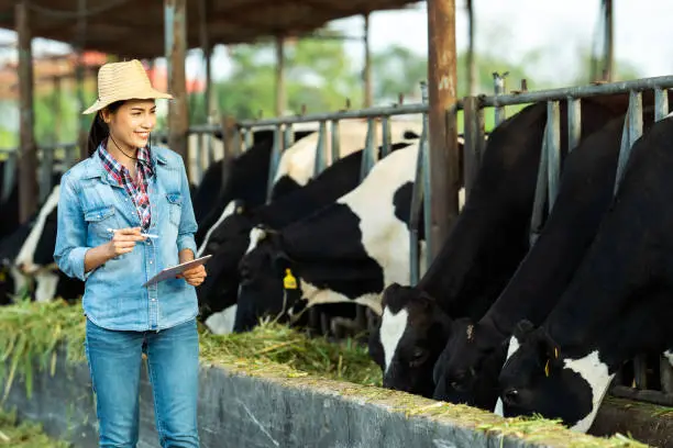 Photo of Farmer have recording details on the tablet of each cow on the farm.