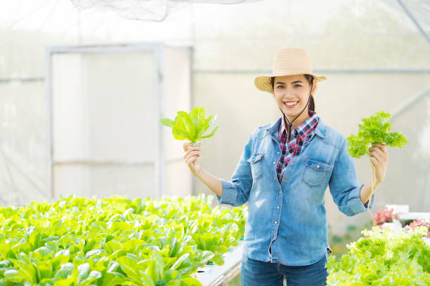 istock Asian farmer at hydroponic vegetables salad farm. 1153771834