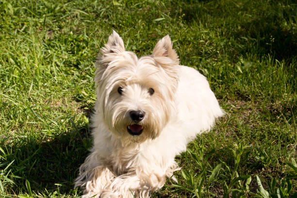 istock The West highland white Terrier on a green lawn. 1153775718