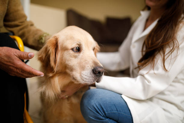 istock Therapy dog at work with seniors 1153775809