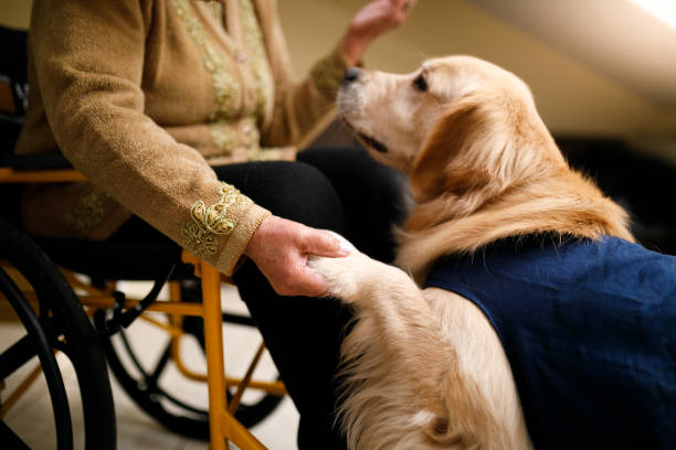 Senior woman with therapy dog at home Healthcare at home. animal therapy stock pictures, royalty-free photos & images