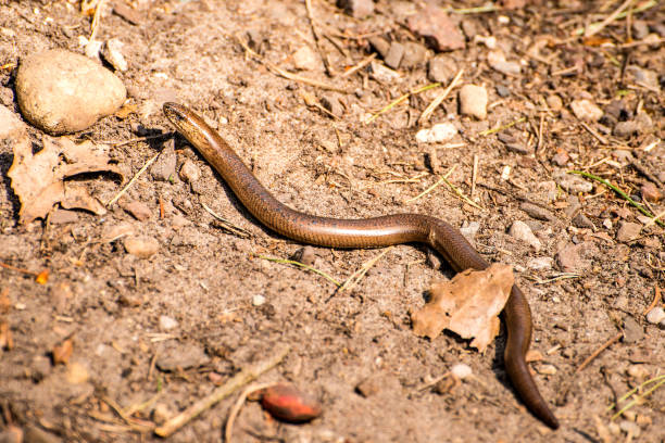 istock European blindworm on a way 1153776664