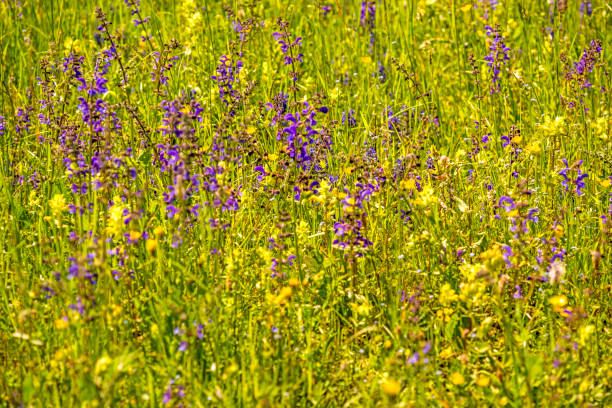istock wild sage with flower in a spring meadow in Germany 1153776669