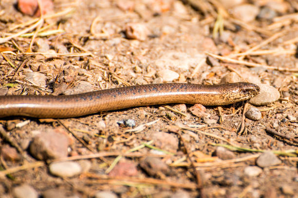 istock European blindworm on a way 1153776691