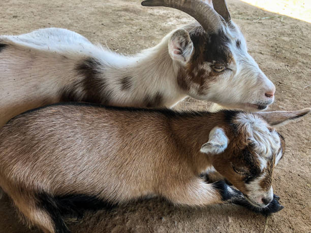 istock Two domestic goats cuddling on ground 1153776791