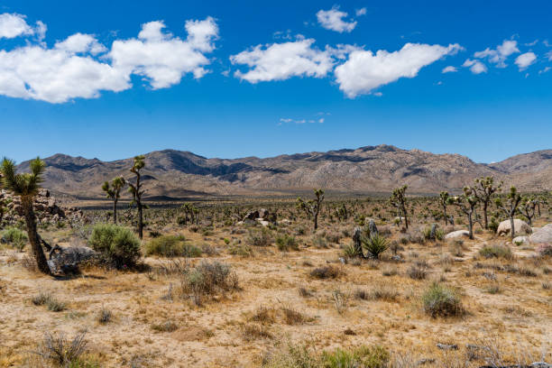 istock Joshua Tree National Park, California, USA 1153779454