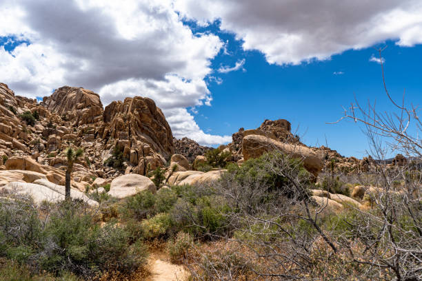 istock Joshua Tree National Park, California, USA 1153780975
