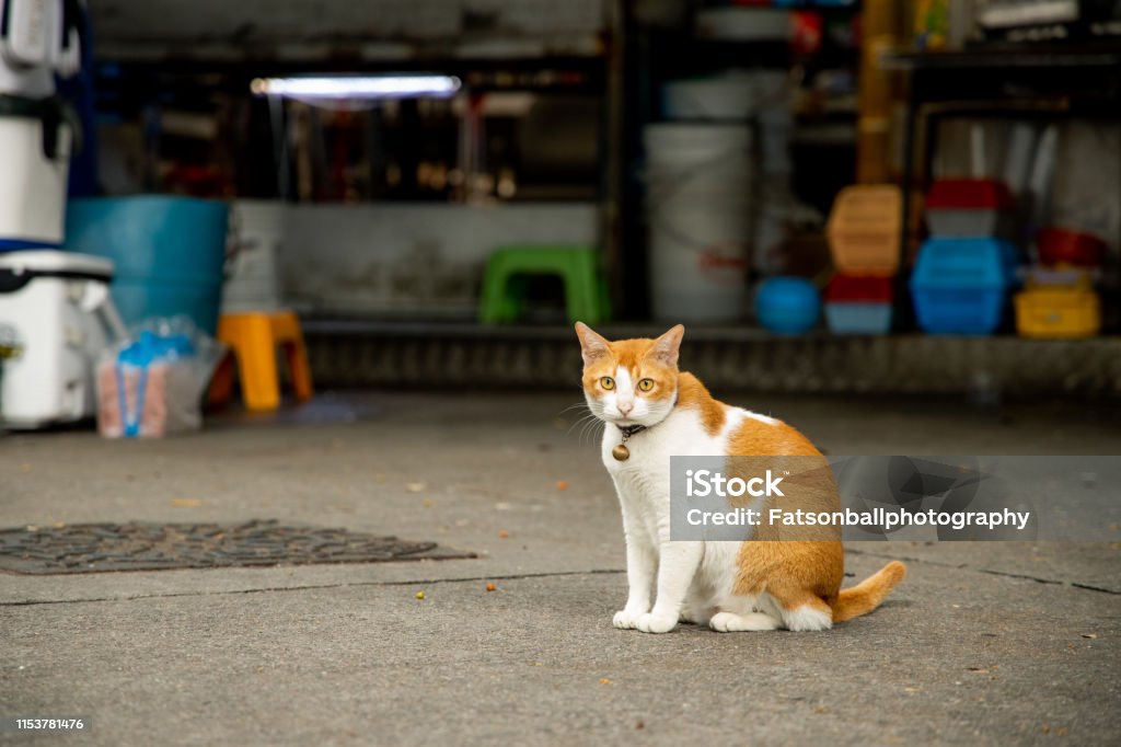 Orange and white A little meow on the street Catbells Stock Photo