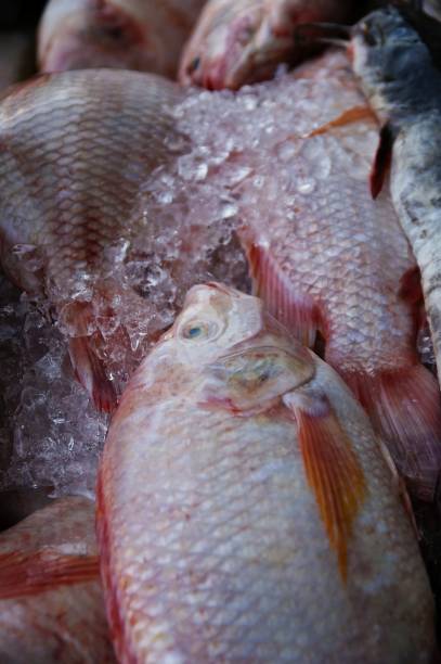istock Red snapper fish at fresh market 1153782838