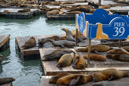 Sea Lions at Fishermans Wharf, Pier 39, in San Francisco, seen a cloudy day in the late spring.