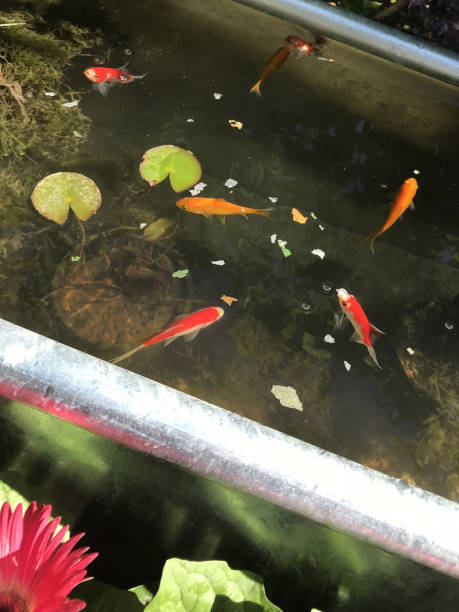 Image of garden pond with yellow goldfish / red and white comets with long tails, raised pond in zinc garden trough with miniature water lilies, small fish eating fish food flakes, goldfish swimming in sunshine, clear water pond filtration system filters Stock photo of garden pond in rectangle shape with small goldfish, water lilies with green lily pads, reflections on water surface, clear water in full sunshine, marginal aquatic plants. junsai water shield stock pictures, royalty-free photos & images
