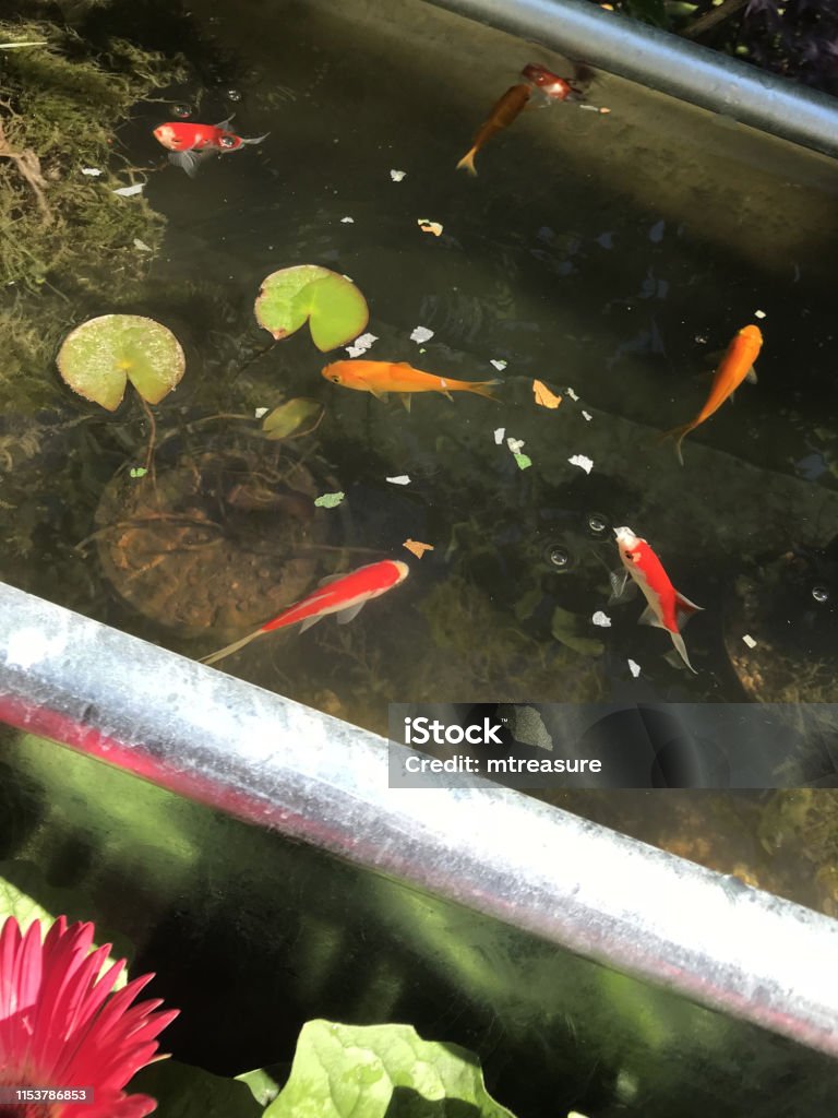 Hình Ảnh Ao Vườn Với Cá Vàng Vàng Sao Chổi Đỏ Trắng Có Đuôi Dài Ao ...
