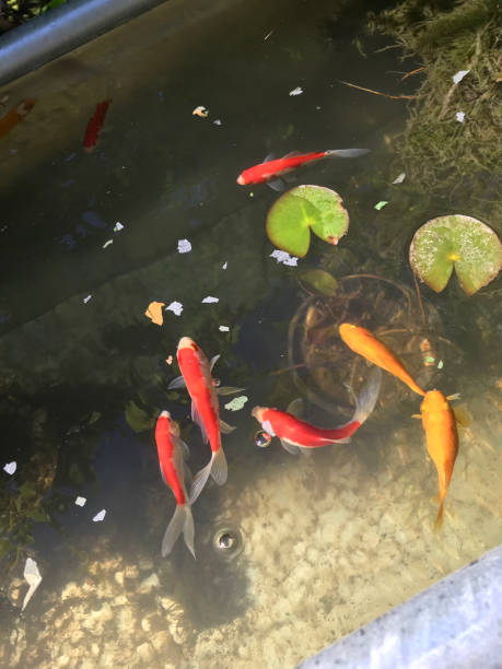 Image of garden pond with yellow goldfish / red and white comets with long tails, raised pond in zinc garden trough with miniature water lilies, small fish eating fish food flakes, goldfish swimming in sunshine, clear water pond filtration system filters Stock photo of garden pond in rectangle shape with small goldfish, water lilies with green lily pads, reflections on water surface, clear water in full sunshine, marginal aquatic plants. junsai water shield stock pictures, royalty-free photos & images