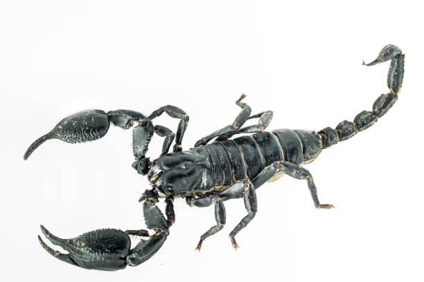 istock scorpion on Background color White. 1153787114