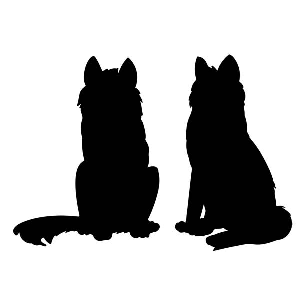 ilustraciones, imágenes clip art, dibujos animados e iconos de stock de siluetas de husky siberiano o laika dog. animales domésticos o mascotas - dog sitting