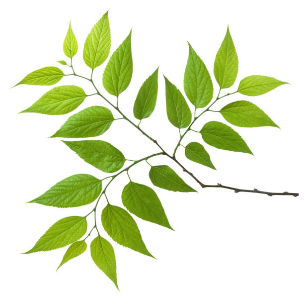 istock Leaf on branch. Tree part  twig with green leaves isolated on white background. 1153788385