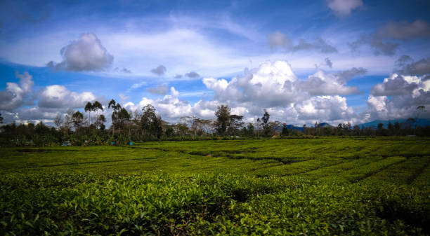 vue panoramique sur la plantation de thé dans la vallée de waga près du mont hagen, papouasie-nouvelle-guinée - guinée photos et images de collection