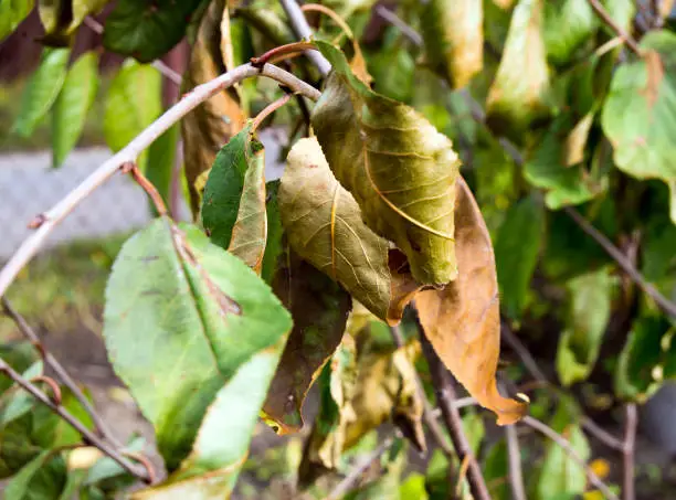 Photo of Dried, diseased fruit tree leaves in the middle of summer