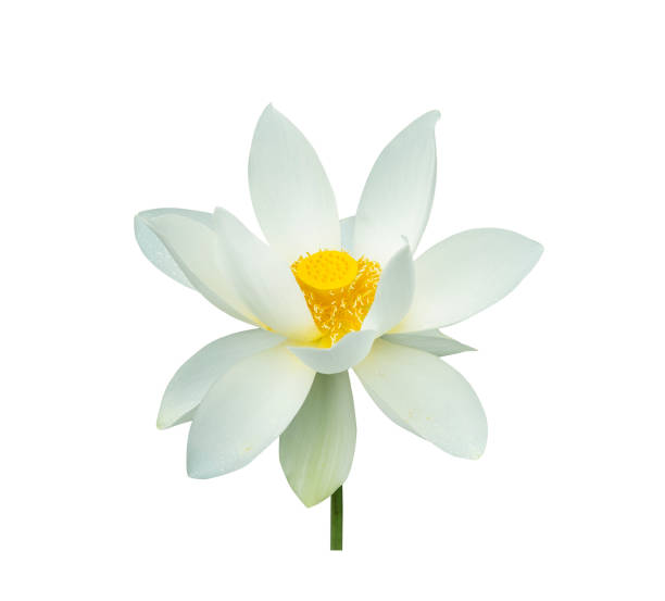 istock white water lily flower 1153795195