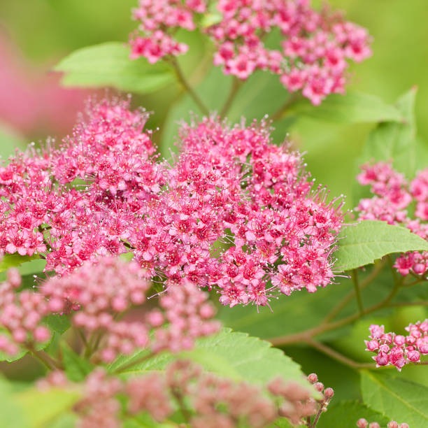 istock blooming spirea bush with pink flowers 1153795821