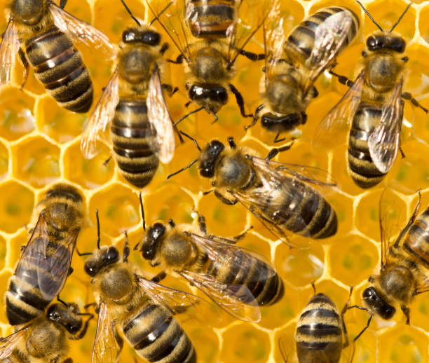 istock Bees. nectar and honey in new comb 1153795944