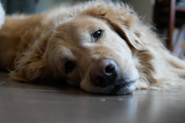 istock Close-up Golden Retriever 1153796937