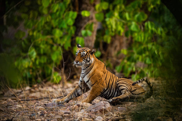 istock A female tiger resting in evening with beautiful surrounding just before going to start territory marking at Ranthambore National Park, India 1153797122