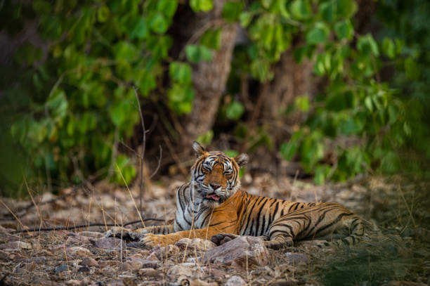 istock A female tiger resting in evening with beautiful surrounding just before going to start territory marking at Ranthambore National Park, India 1153797140