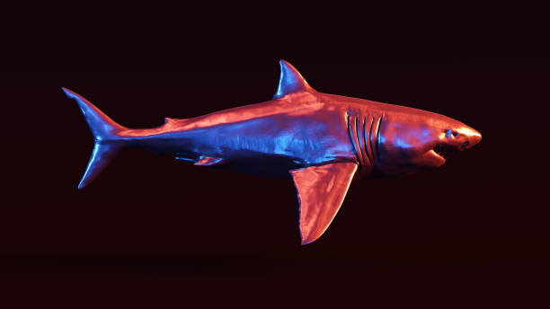 istock Silver Great White Shark with Red Blue Moody 80s lighting Front 1153797571
