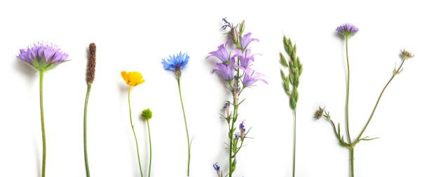 herbe sauvage et fleurs sur le fond blanc - campanule canterbury photos et images de collection