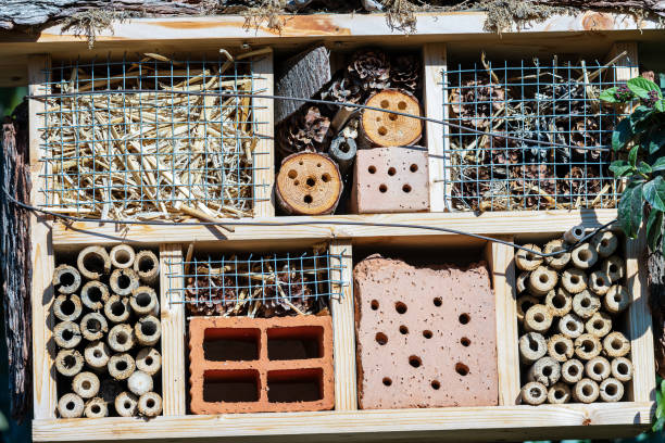 istock Insect House - Small artificial shelter or nest 1153801964