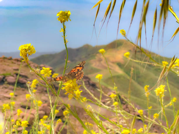 This picture was taken on the Zuma Ridge Trail in the Santa Monica Mountains. In the image, a Monarch Butterfly faces the camera while resting on a yellow wildflower.