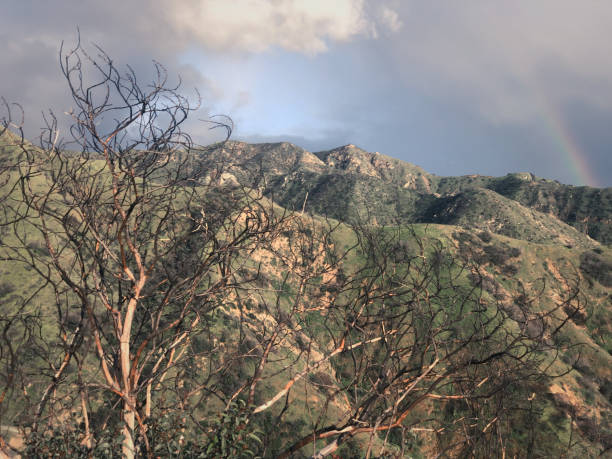 istock Semi Burnt Tree in Front of Majestic Mountains and a Rainbow 1153802163