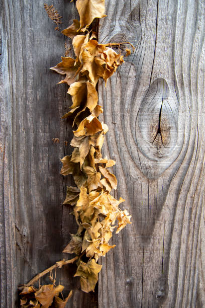 Autumn leaves form a pattern on a wooden fence.