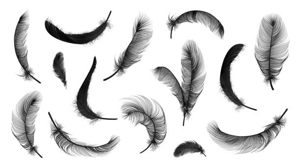 Vector feathers collection Vector feathers collection, set of different falling fluffy twirled feathers, isolated on transparent background. Realistic style, vector 3d illustration feather stock illustrations