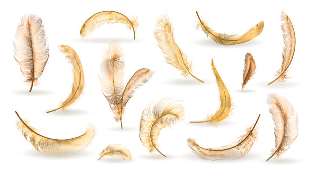 10,400+ Gold Feather Stock Illustrations, Royalty-Free Vector Graphics &  Clip Art - iStock